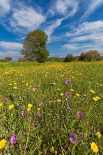Landscape in Greece, flower meadow, tree, spring, island Lesbos Lesbos, Greece