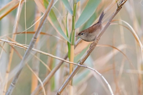 Seidensänger, Cetti's Warbler, Cettia cetti, Bouscarle de Cetti, Ruiseñor Bastardo