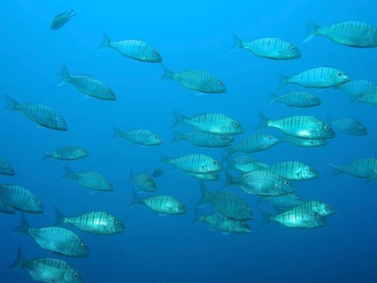 Marble bream (Lithognathus mormyrus)