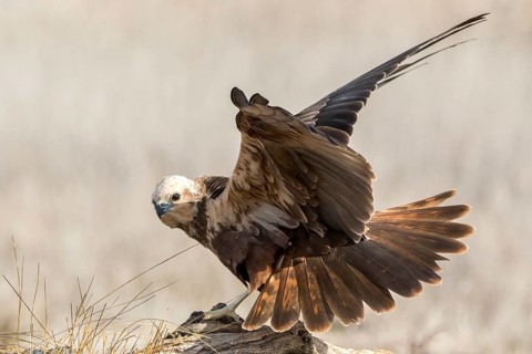 Western Marsh Harrier (Circus aeruginosus) female perched on a stump, Castile-La Mancha, Spain