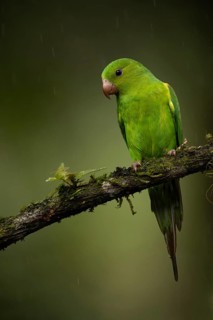 Plain Parakeet (Brotogeris tirica) perched on a branch, Sao Paulo, Brazil