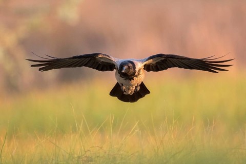 Hooded Crow (Corvus cornix) flying, Romania