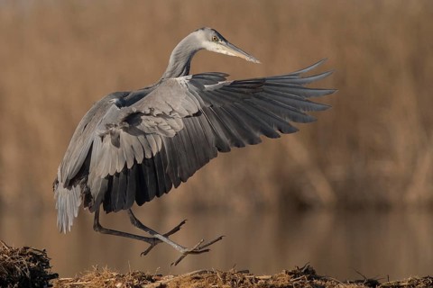 Grey Heron (Ardea cinerea) landing, Subotica, Serbia