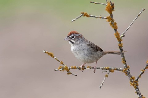 Rufous-crowned Sparrow (Aimophila ruficeps), Texas, USA