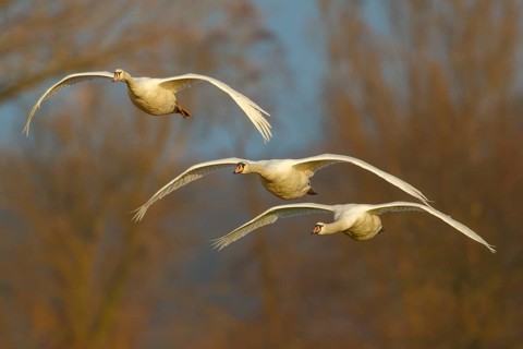Mute Swan (Cygnus olor) group flying, North Rhine-Westphalia, Germany
