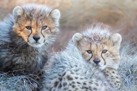 Cheetah (Acinonyx jubatus) cute cubs close-up, Philippolis, South Africa
