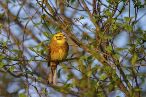 Yellowhammer (Emberiza citrinella) male, North Rhine-Westphalia, Germany