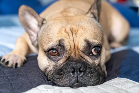 A French Bulldog lies on a blue quilted bed, gazing forward. The image highlights the dog's