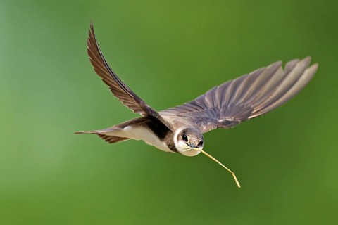 Sand martin (Riparia riparia), in flight with nesting material in its beak, Reussegg nature