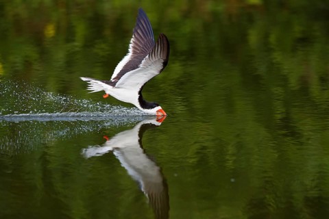 Black Skimmer (Rynchops niger) skimming, New York, USA