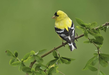 American Goldfinch (Spinus tristis) male, British Columbia, Canada