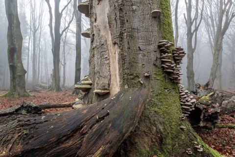 Old beech forest (Fagus sylvatica) in the fog, Emsland, Lower Saxony, Germany