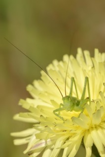 Leafhopper (Tettigonia spec.), nymph, Provence, Southern France