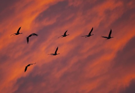 Common Crane (Grus grus), Mecklenburg-Western Pomerania, Germany