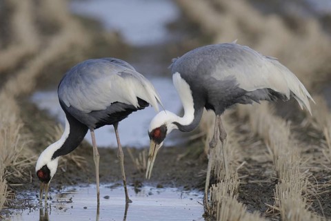 White-naped Crane (Antigone vipio) foraging, Arasaki, Japan