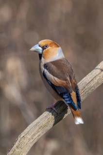 Hawfinch (Coccothraustes coccothraustes) sitting on a branch in the forest in winter. Bas-Rhin,