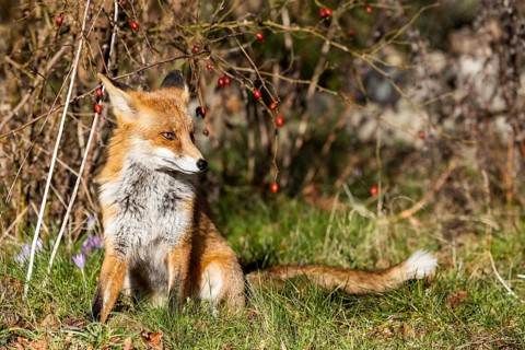Young red fox (Vulpes vulpes) on the grounds of the Freie Universität Berlin, Dahlem, Zehlendorf,