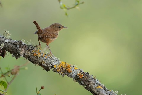 Eurasian Wren (Troglodytes troglodytes) juvenile perched on lichen branch, Andalusia, Spain