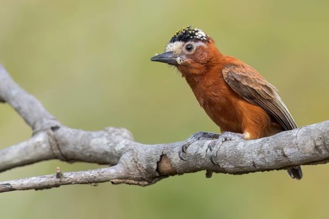 Chestnut Piculet (Picumnus cinnamomeus) perched on a branch in Colombia, South America