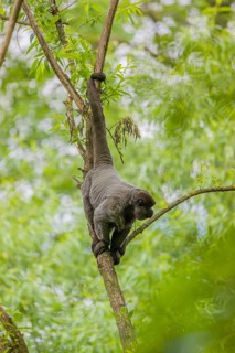 A common woolly monkey, brown woolly monkey, or Humboldt's woolly monkey (Lagothrix lagothricha)