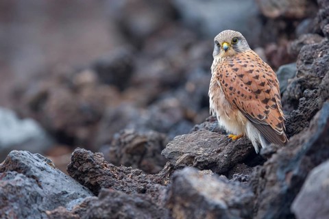 Kestrel, (Falco tinnunculus), perches on rocks, Canary Islands, animals, birds, falcons, foraging,