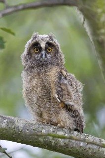 Waldohreule (Asio otus) Long-eared Owl