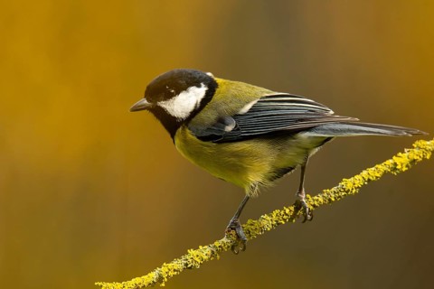 A vivid image of a Great Tit, Parus major, balancing gracefully on a lichen-adorned branch with a