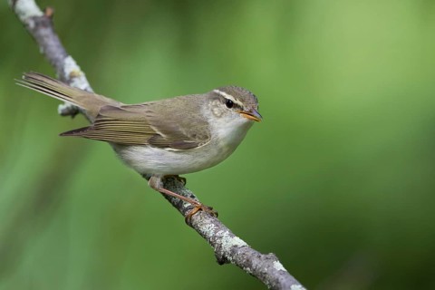 Arctic Warbler - Wanderlaubsänger - Phylloscopus borealis. Russia (Ural)