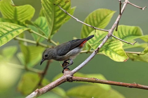 Scarlet-backed Flowerpecker (Dicaeum cruentatum) female, Malaysia