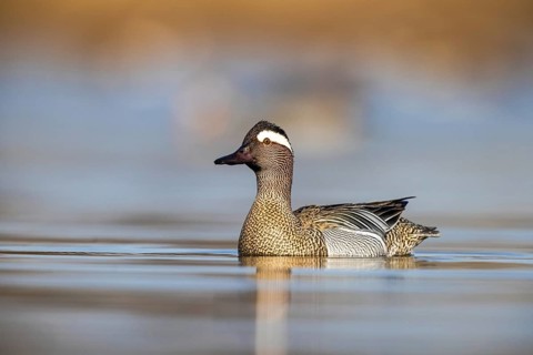 Garganey (Spatula querquedula) male, North Rhine-Westphalia, Germany