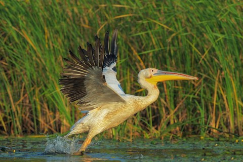 Great White Pelican (Pelecanus onocrotalus) taking flight, Danube-Delta, Romania