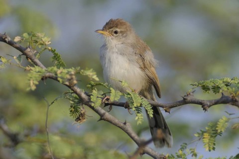 Rufous-fronted Prinia (Prinia buchanani), India