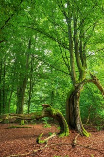 Split beech with moss-covered roots in a former Hutewald, Reinhardswald, Sababurg Primeval Forest,
