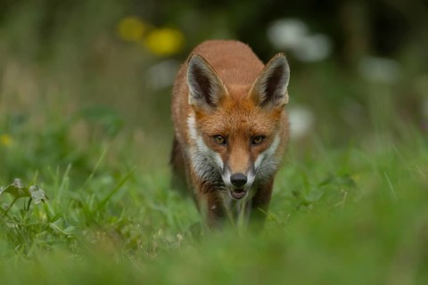 Red fox (Vulpes vulpes) adult animal in grassland in the summer, England, United Kingdom