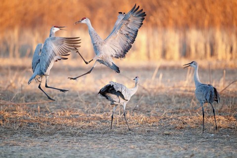 Sandhill Crane (Antigone canadensis) fighting, New Mexico, USA