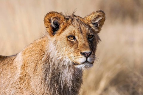 African lion young, portrait, (Panthera leo vernayi), South Africa