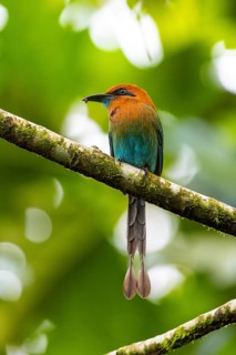 Cinnamon-breasted motmot (Baryphthengus martii), Guanacaste, Costa Rica