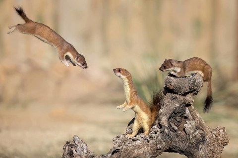Short-tailed Weasel (Mustela erminea) flying in the air whilst jumping on a tree trunk with two