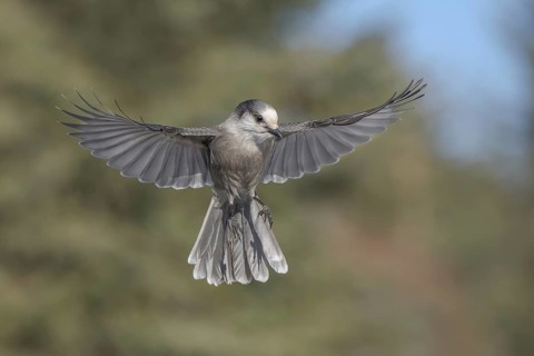 Grey Jay (Perisoreus canadensis) flying, Alaska, USA
