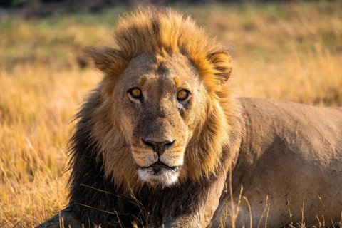Maned lion (Panthera Leo) lying in grass, savanna, Savuti, Chobe National Park National Park,