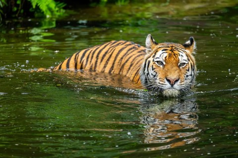 Siberian tiger (Panthera tigris tigris) swimming in a lake, captive, Germany