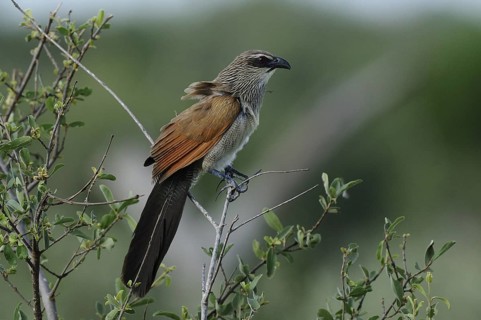 White-browed Coucal (Centropus superciliosus), Tsavo East National Park, Kenya