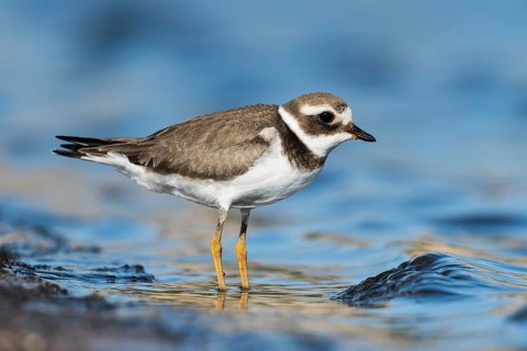 Common Ringed Plover (Charadrius hiaticula), Eilat, Israel