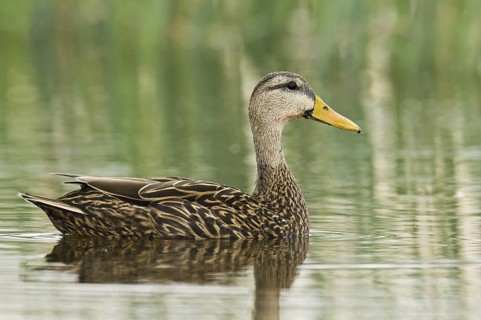 Mottled Duck (Anas fulvigula), Florida, USA