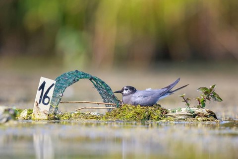 Black Tern (Chlidonias niger) on nest, North Rhine-Westphalia, Germany