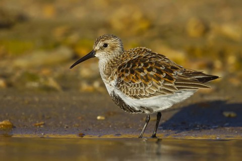 Dunlin (Calidris alpina) foraging, North Rhine-Westphalia, Germany