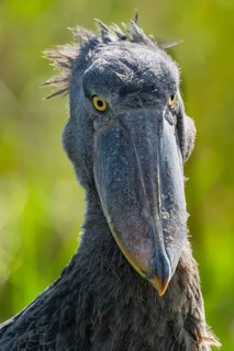 Shoebill (Balaeniceps rex), juvenile, animal portrait, swamps of Mabamba, Lake Victoria, Uganda