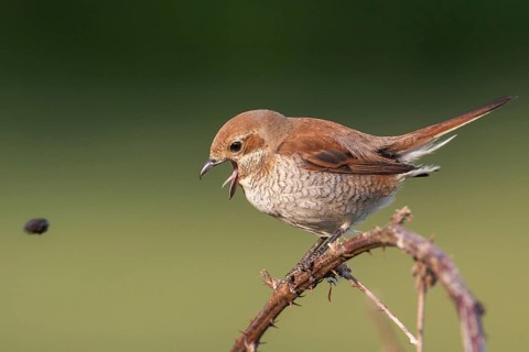 Red-backed Shrike (Lanius collurio) female regurgitating pellet, Saxony, Germany