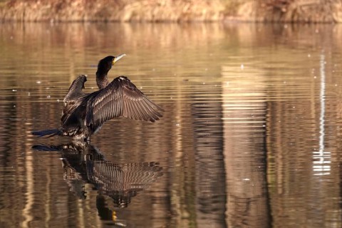 Cormorant on a lake, winter, Germany