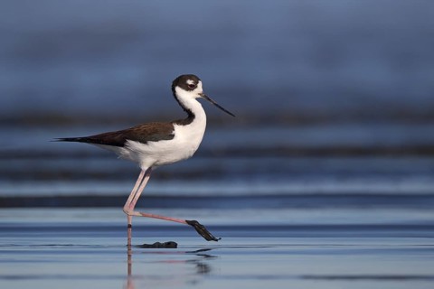 Black-necked Stilt (Himantopus mexicanus), California, USA